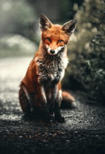Wildlife